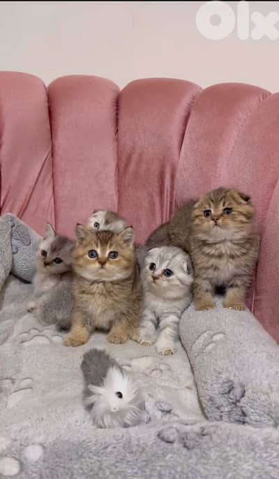 silver chinchilla &tiger