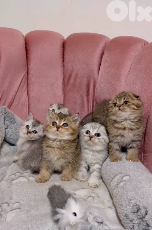 silver chinchilla &tiger 1