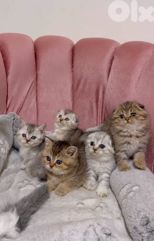 silver chinchilla &tiger 2