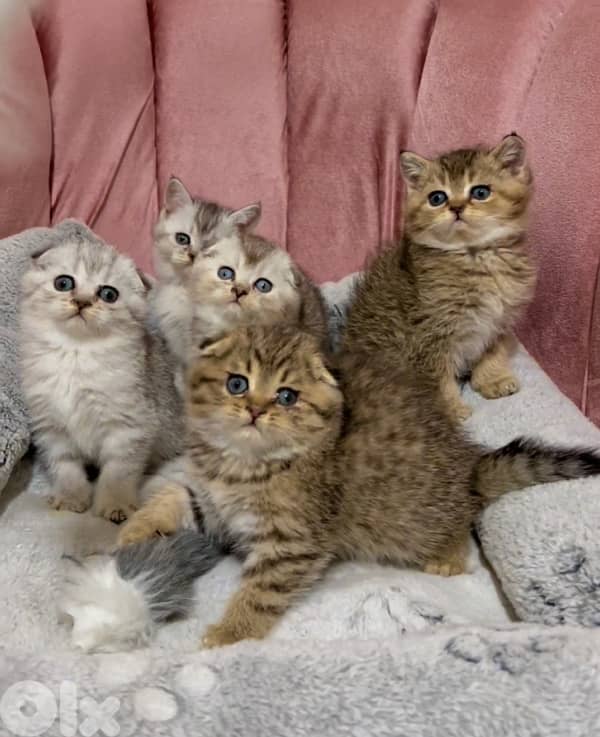 silver chinchilla &tiger 3