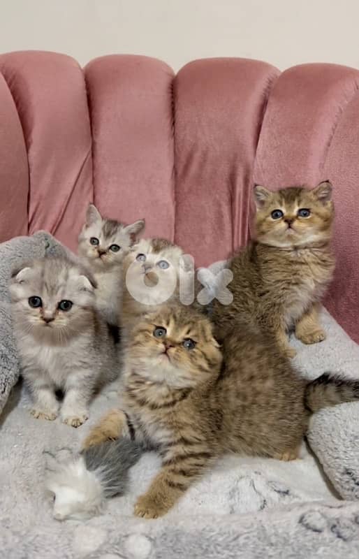 silver chinchilla &tiger 4