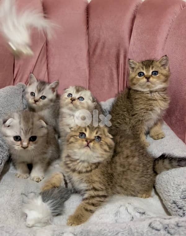 silver chinchilla &tiger 5