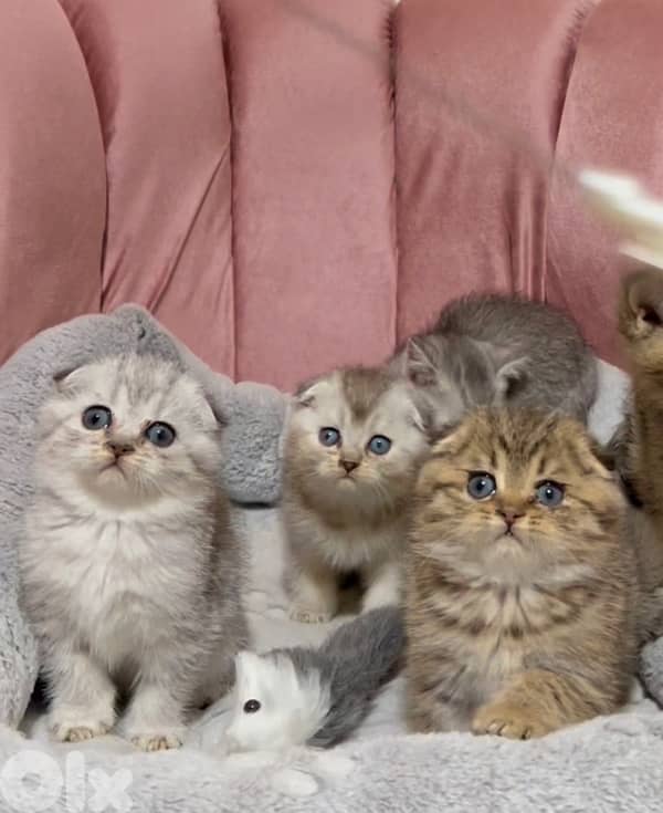 silver chinchilla &tiger 6