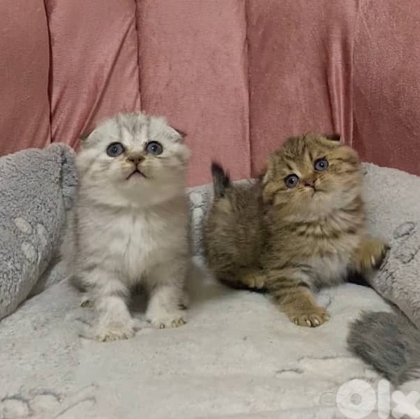 silver chinchilla &tiger 7