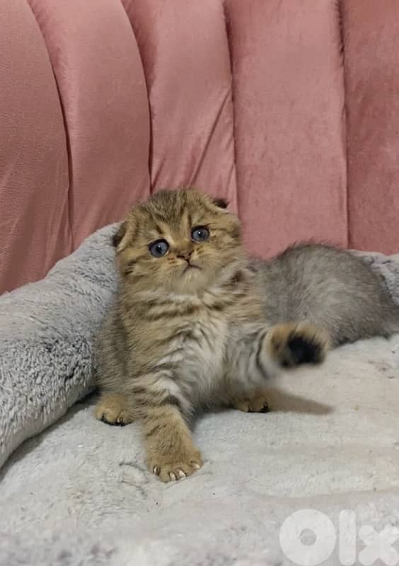 silver chinchilla &tiger 8