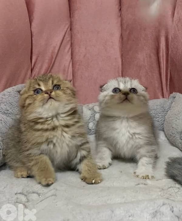 silver chinchilla &tiger 9