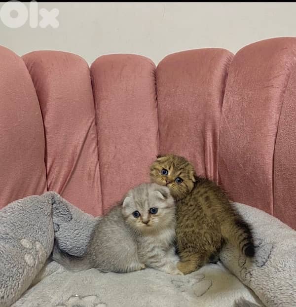 silver chinchilla &tiger 10