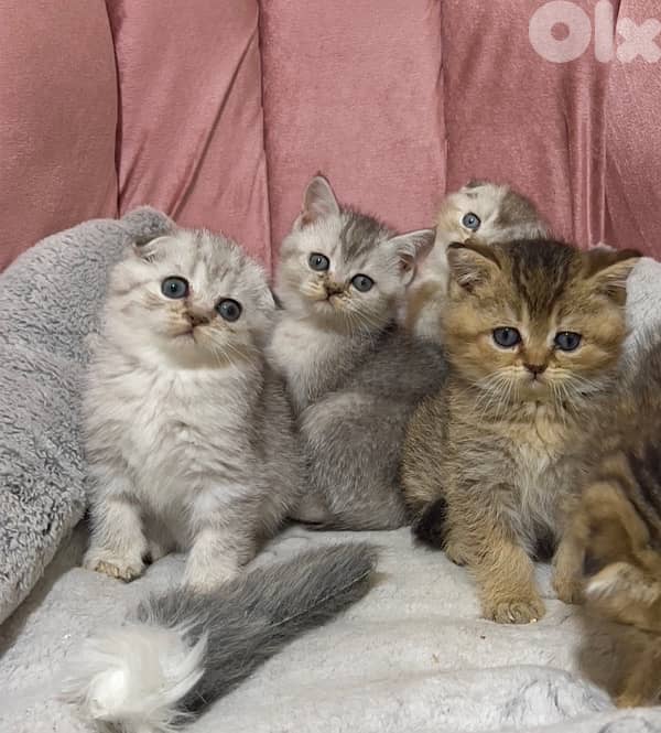 silver chinchilla &tiger 11