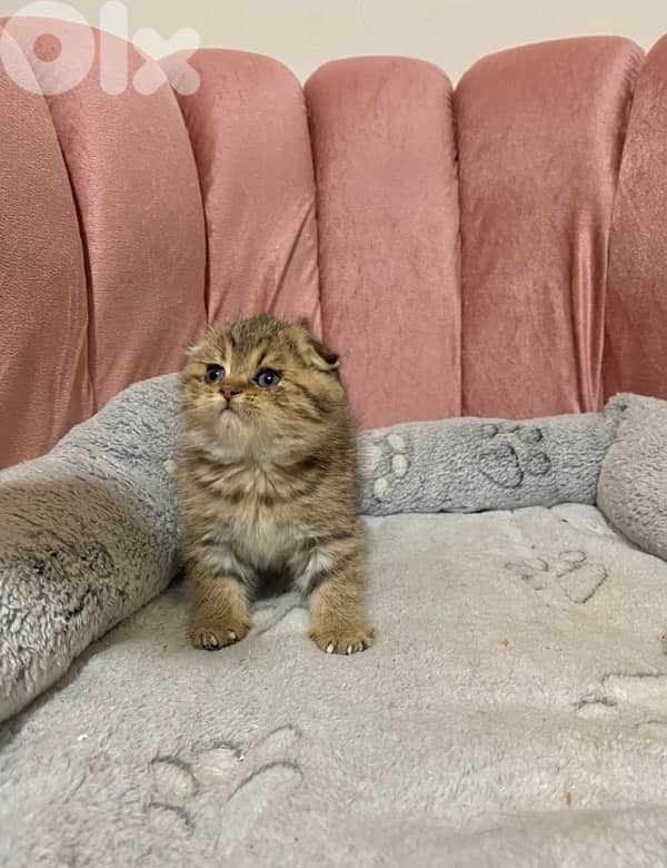 silver chinchilla &tiger 12