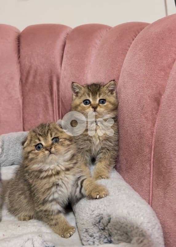 silver chinchilla &tiger 13