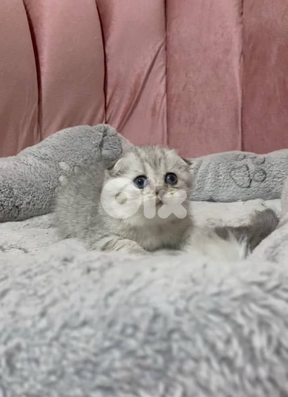 silver chinchilla &tiger 14