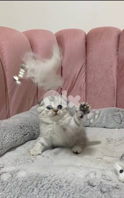 silver chinchilla &tiger 15