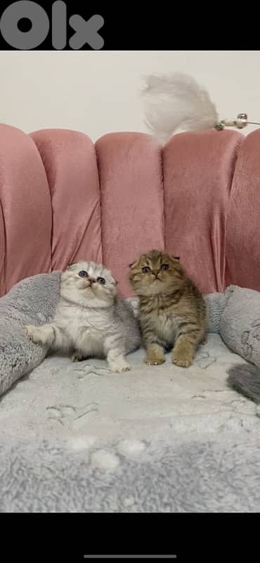 silver chinchilla &tiger 16