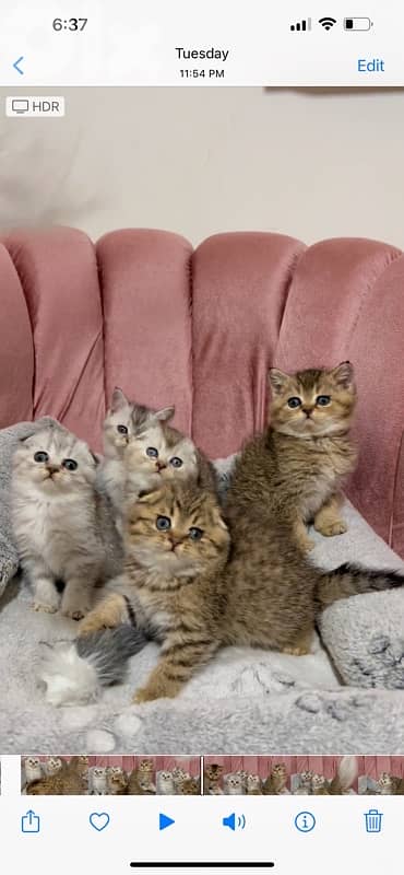 silver chinchilla &tiger 17