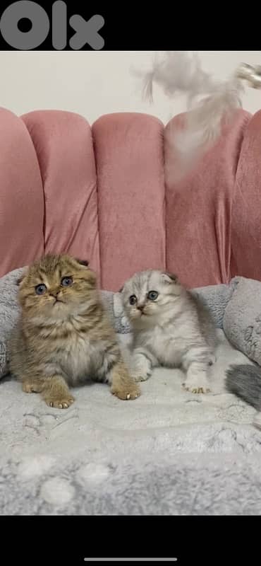 silver chinchilla &tiger 18