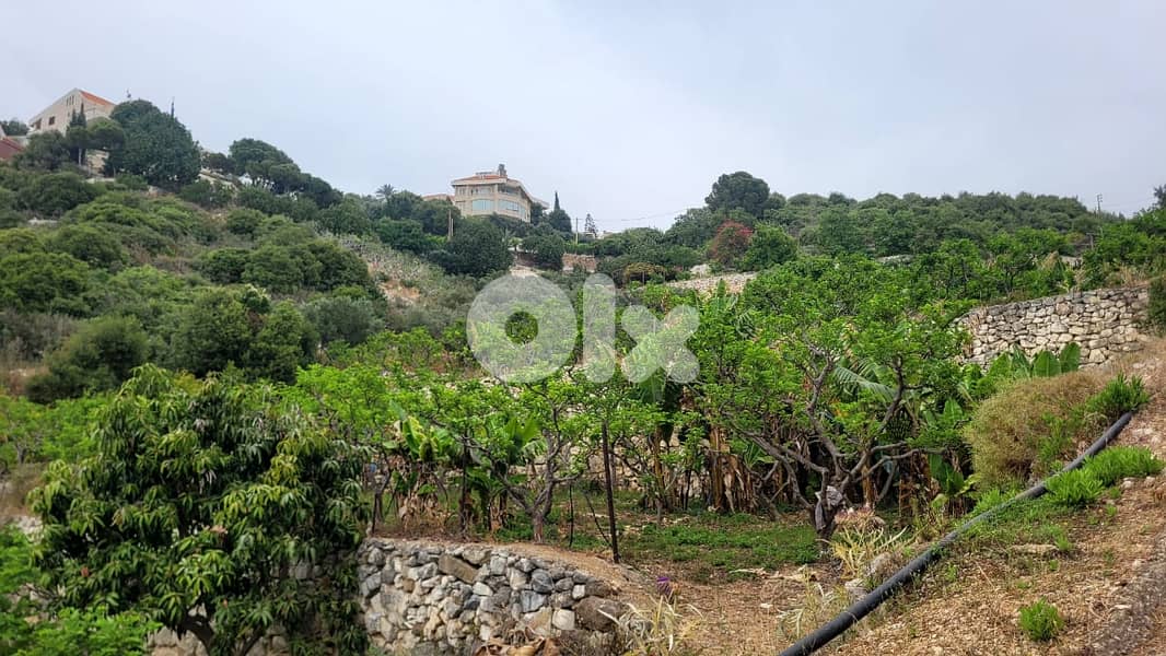 Land for sale in Berbara- أرض للبيع في بربارة 3