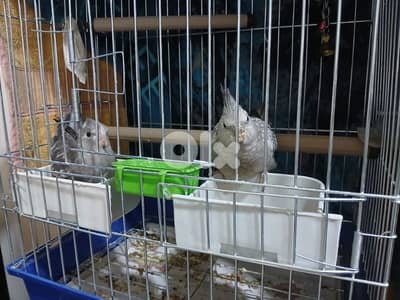 جوز كروان وايت فيس