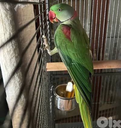 طرابلس الميناء