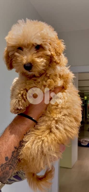 Maltipoo Puppy 3