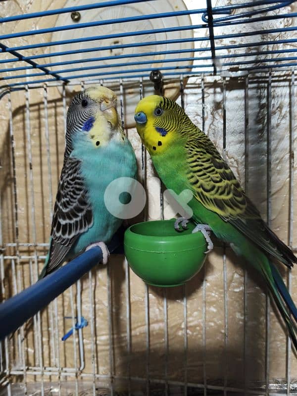 عش كروان , روز , فيشر٫  خشبي وسط جديد وجوز بادجي جاهز ممكن تبديل 1