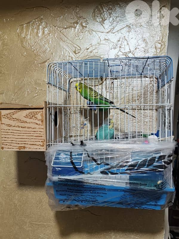 عش كروان , روز , فيشر٫  خشبي وسط جديد وجوز بادجي جاهز ممكن تبديل 2