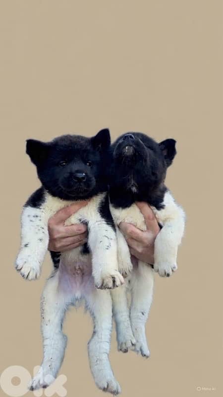 american akita puppies 1