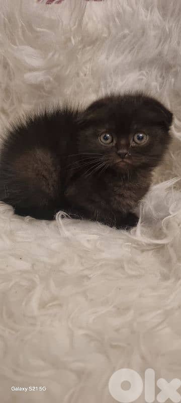 special price 50 dollar