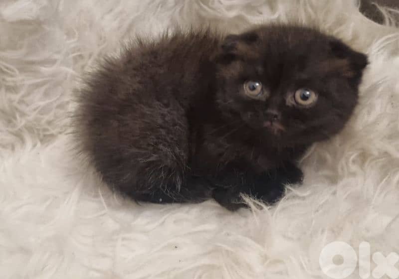 special price 50 dollar 1