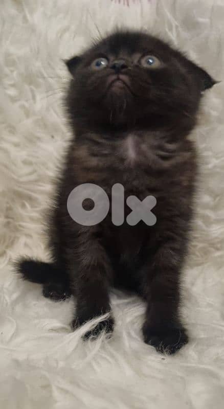 special price 50 dollar 2