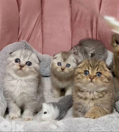 scottish fold silver chinchilla and  tiger ara available.