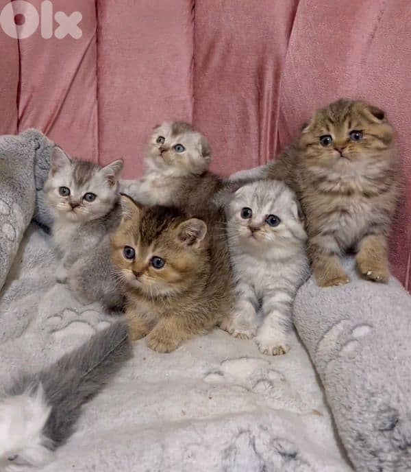 golden and silver chinchilla ara available. 6