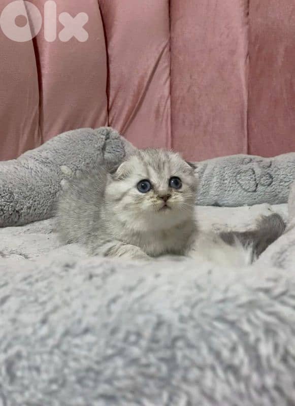 golden and silver chinchilla ara available. 8