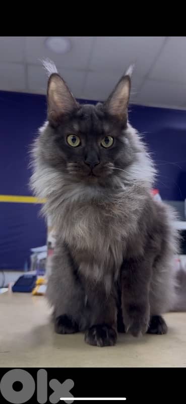 MAINE COON
