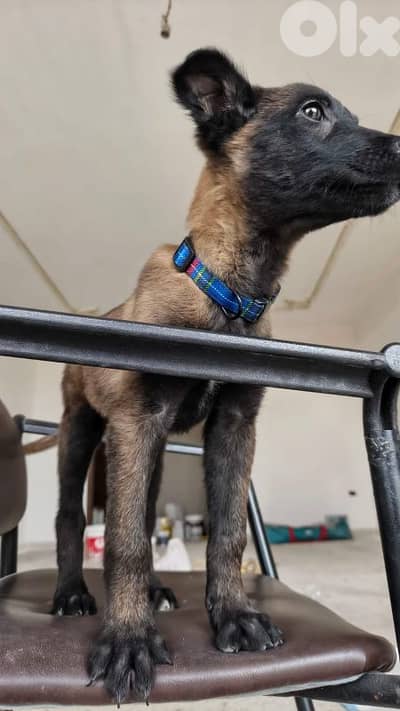 Malinois  2 month female 250$