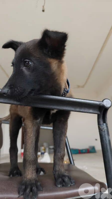 Malinois  2 month female 250$ 1