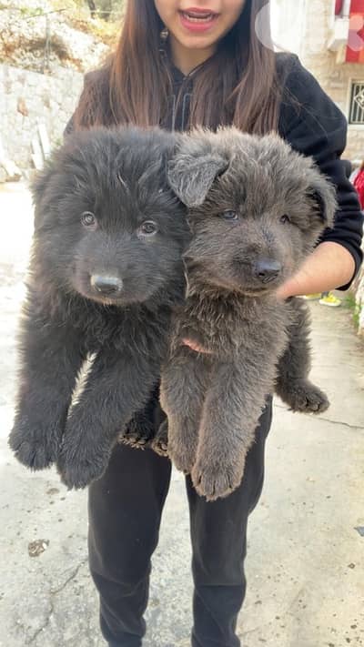 German shepherd royal black