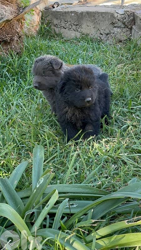 German shepherd royal black 2