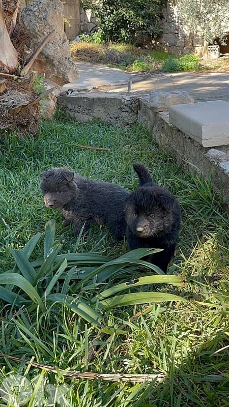 German shepherd royal black 3