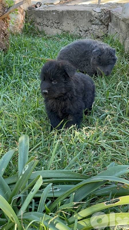 German shepherd royal black 4