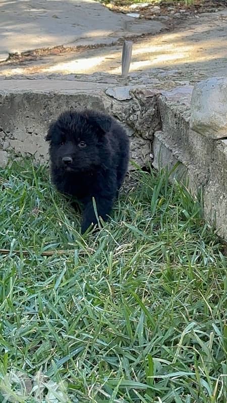 German shepherd royal black 5