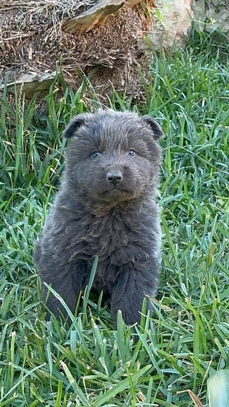 German shepherd royal black 6