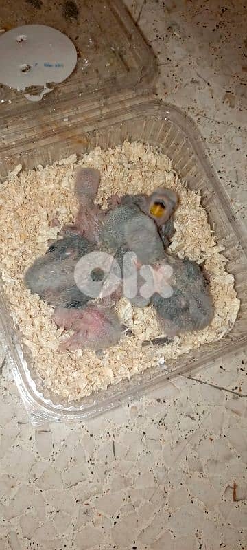 ٦ فراخ روز تزقيم الوان مميزة 1