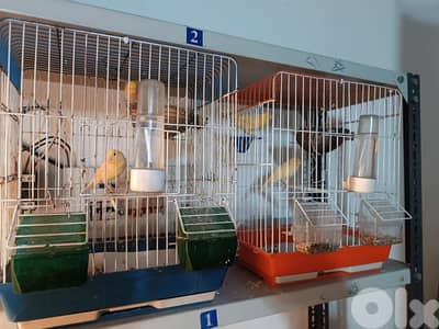 ذوج كنارات جاهز للموسم 55$