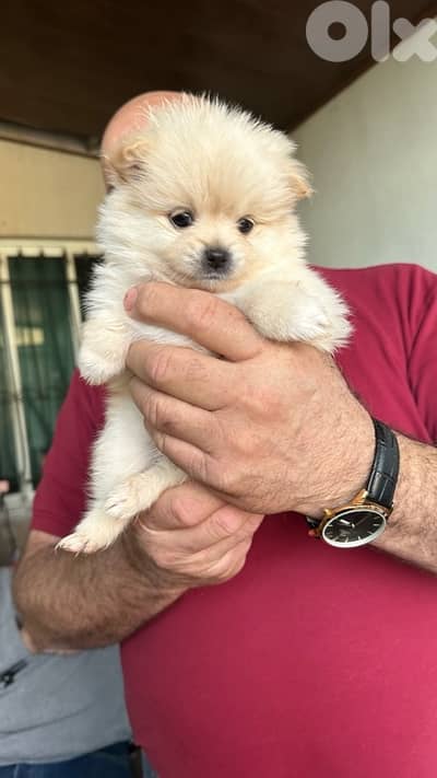 father pomeranian and mother pomeranian spitz