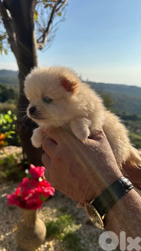 father pomeranian and mother pomeranian spitz 1