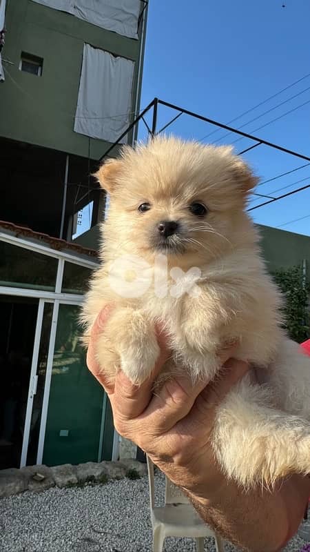 father pomeranian and mother pomeranian spitz 2