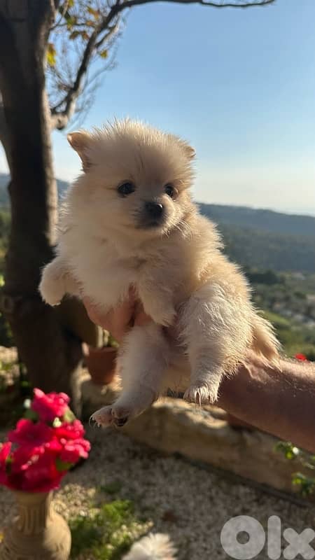 father pomeranian and mother pomeranian spitz 3