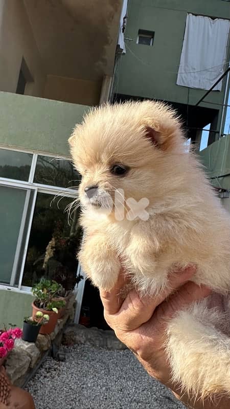 father pomeranian and mother pomeranian spitz 4