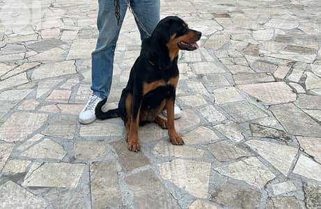 rottweiler