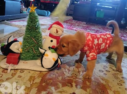 2.5 months old puppy golden retriever